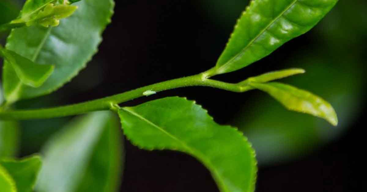 Зеленая мушка Акира Ходзё